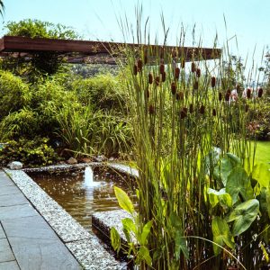 A striking Typha laxmannii plant showcasing its slender, upright green foliage and distinct, compact brown cat-tail flower spikes.