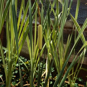 Typha latifolia 'Variegata' with tall, upright sword-shaped leaves featuring bold cream and green stripes, topped by velvety brown flower spikes.