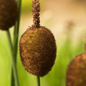 An upright Typha minima plant, also known as Dwarf Bulrush, displays its slender green, grass-like foliage and distinctive miniature brown cylindrical flowerheads.