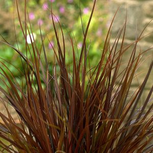 Uncinia rubra, the Red Hook Sedge, displaying its beautiful, arching bronze-red evergreen foliage, forming a dense, compact clump of fine, grass-like leaves.