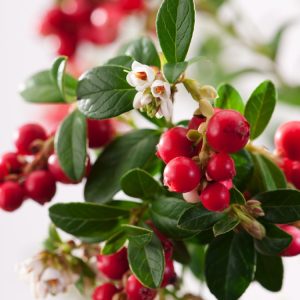 Vibrant Vaccinium vitis-idaea (Cowberry) shrub displaying glossy green evergreen leaves and clusters of bright red, ripe, edible berries. It forms a low, dense mat.