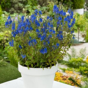 A compact Veronica austriaca teucrium plant showcases numerous vibrant blue flower spikes amidst lush, finely-toothed green foliage.