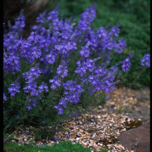 Veronica austriaca plant with multiple upright spikes of vibrant blue, star-shaped flowers emerging from lush green, serrated foliage.