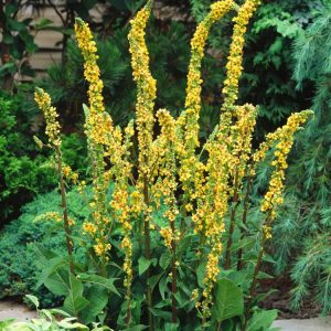 Tall, upright Verbascum nigrum plant with a rosette of dark green leaves at its base and numerous bright yellow flowers with purple centres on a slender spike.