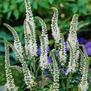 Veronica spicata 'Alba' plant showcasing multiple upright, slender spikes of pure white flowers rising above dense, dark green lance-shaped leaves.