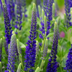 A vibrant Veronica spic. Anniversary Blue plant with numerous upright spires of deep blue flowers above lush green foliage, showcasing a dense, bushy form.