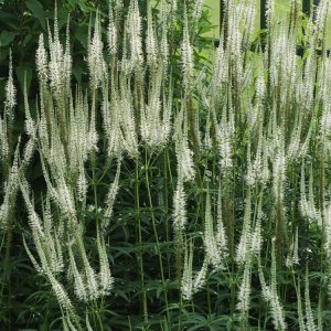 Tall, elegant spires of pure white flowers rise vertically above dark green, lance-shaped foliage on a Veronicastrum virginicum 'Album' plant.