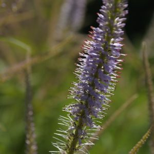 Veronicastrum virginicum 'Lavendelturm' showcasing its tall, elegant spires of delicate lavender-purple flowers rising above deep green, whorled foliage.
