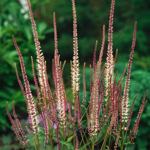 Veronicastrum virginicum 'Pink Glow' showcasing multiple upright, slender spires of delicate pale pink flowers, densely packed above attractive whorls of lance-shaped green foliage.