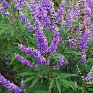 Vibrant spikes of violet-blue flowers bloom on a Vitex agnus-castus shrub, showcasing its distinctive grey-green palmate foliage.
