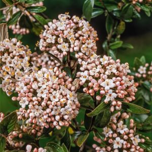 Viburnum burkwoodii 'Conoy' showcases glossy dark green leaves and fragrant clusters of white-pink flowers, followed by red-black berries.