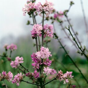 Viburnum bodnantense 'Dawn' with fragrant, trumpet-shaped pink flowers clustered on bare winter branches, showing hints of bronze new foliage.