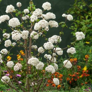 Viburnum carlcephalum displaying its large, intensely fragrant, spherical white flower clusters in spring, set against its deeply veined green foliage.