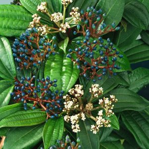 Viburnum davidii is an evergreen shrub with distinctive dark green, deeply veined leaves. It features small white flowers and metallic blue berries.