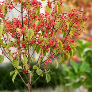 Close-up of Viburnum dilatatum 'Sealing Wax' showcasing its clusters of glossy, bright red berries and vibrant green leaves transitioning to reddish-purple autumn hues.