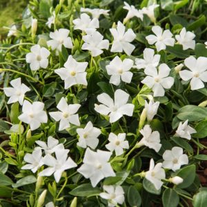 Vinca minor 'Gertrude Jekyll' displaying pure white, five-petalled flowers against a backdrop of small, glossy, deep green evergreen leaves. The plant forms a low, dense groundcover.