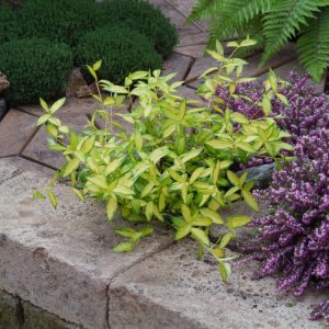Vinca minor Illumination plant showcasing vibrant yellow-gold variegated leaves with dark green edges and delicate blue-purple flowers.