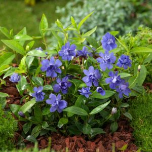 A vibrant Vinca minor ground cover with glossy dark green leaves densely spreading across the garden, adorned with numerous bright blue, star-shaped flowers.