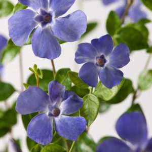 A close-up view of Vinca minor 'Marie' showing its glossy, dark green evergreen foliage and delicate pale blue, star-shaped flowers nestled amongst the leaves.