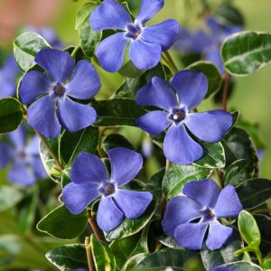 Vinca minor 'Ralph Shugert' with its vibrant blue-purple flowers contrasted against deep green, glossy leaves edged in creamy-white. The trailing stems form a dense, lush carpet.