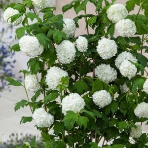 Viburnum opulus 'Roseum' in full bloom, showcasing its large, round, pure white snowball-like flower clusters and vibrant green, lobed leaves.