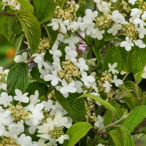 Viburnum plicatum Kilimandjaro displaying its distinctive tiered branches laden with white lacecap flowers in spring and summer, set against vibrant green foliage.