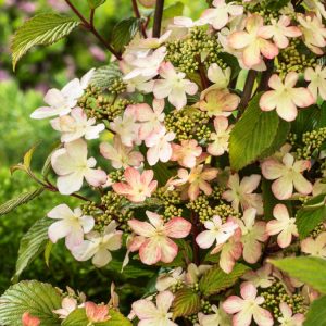 Viburnum plicatum Kilimandjaro Sunrise showcasing its unique tiered branches adorned with white lacecap flowers, transitioning to soft pink hues, against rich green, pleated foliage.