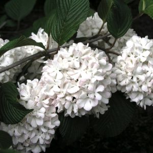 Viburnum plicatum 'Rosace' showcasing profuse clusters of pure white, snowball-like flowers blooming from delicate pink buds amidst dark green, veined foliage.