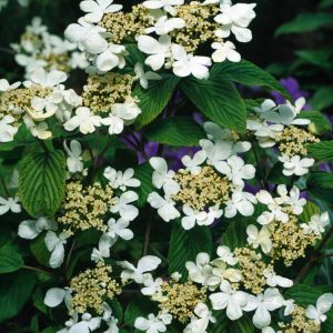 A stunning Viburnum plicatum 'St Keverne' shrub with distinctive tiered branches, adorned with delicate white lacecap flowers, lush green leaves, and developing red berries.