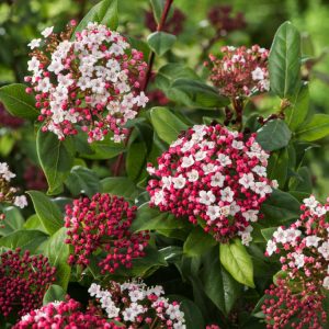A vibrant Viburnum tinus 'Gwenllian' shrub, showcasing clusters of delicate white flowers blooming against glossy, dark green evergreen leaves.