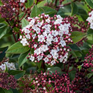 Viburnum tinus Spirit shrub, showcasing its dense, glossy dark green foliage and clusters of small white flowers emerging from pink buds.
