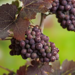 Vitis vinifera 'Purpurea' showcasing its deeply lobed leaves in a rich, dark burgundy-purple colour, with small clusters of developing dark grapes visible.