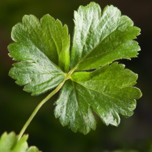 A vibrant groundcover of Waldsteinia ternata with lush, serrated green leaves and numerous small, bright yellow, buttercup-like flowers.
