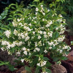 Weigela 'Bristol Snowflake' shrub showcasing a profusion of pure white, bell-shaped flowers amidst vibrant green foliage.