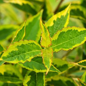 Weigela florida Moulin Rouge shrub with vibrant green leaves edged in deep red and numerous trumpet-shaped, rich red flowers.