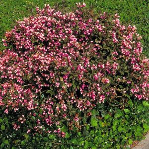 Weigela florida 'Nana Purpurea' in full bloom, showcasing its deep purplish-green leaves with a profusion of delicate pink, bell-shaped flowers.