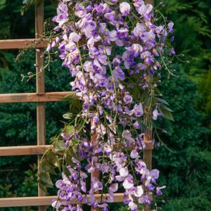 Wisteria floribunda 'Eranthema' displaying long, pendulous racemes of vibrant violet-blue flowers, with fresh green pinnate foliage.