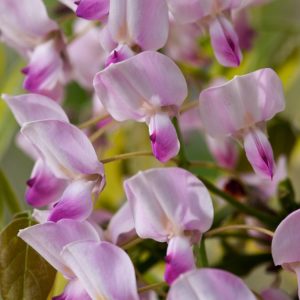 Wisteria floribunda 'Honbeni' showcasing its spectacular long racemes of fragrant, salmon-pink to rose-pink pea-like flowers against fresh green pinnate leaves.