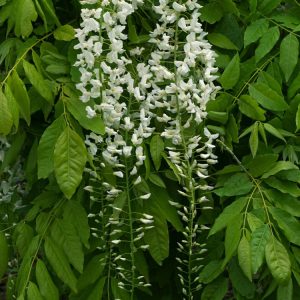 Wisteria floribunda 'Shiro-noda' showcasing long, pendulous racemes of fragrant pure white flowers amidst fresh green pinnate foliage.