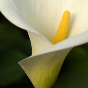 Close-up of a vibrant Zantedeschia aethiopica, also known as Arum Lily, showcasing its pristine white, trumpet-shaped spathe and glossy green, arrow-like leaves.